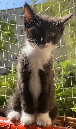 Kleiner Kater sucht sein zuhause 