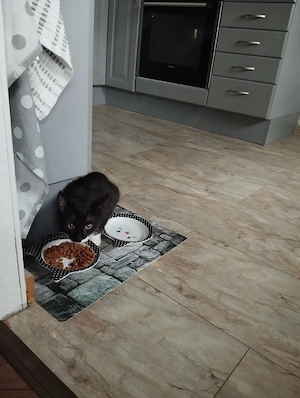kleiner Kater 