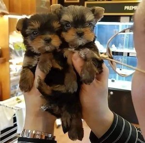    Teacup Yorkshire Terrier Welpen verfügbar   