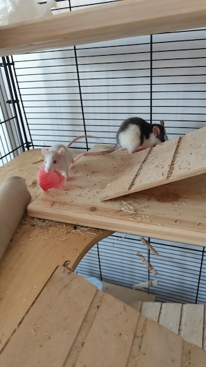 3 junge männliche Ratten suchen ein neues Zuhause   mit Käfig 