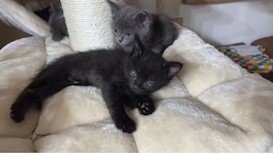 kitten heilige Birma   BKH mix 