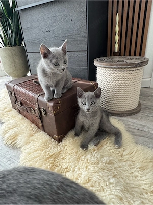 Reinrassige Bezaubernde Russisch Blau Kitten suchen ein liebevolles Zuhause.