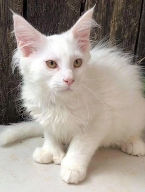 Wunderschönes, 12 Wochen altes weißes Maine-Coon-Kätzchen   bereit für ein liebevolles Zuhause
