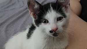 Kitten abzugeben 150 pro kitten 