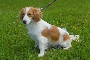 BUFFI, Sheltie Mischling (kastriert) SGB 625,00   *