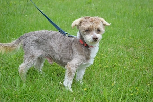 TEDDY, Bolonka Mix SGB 175,00   ***Notfall Paten gesucht*** 