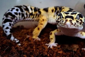 1.0 Leopardgecko Männchen Bold Jungle proven Breeder 
