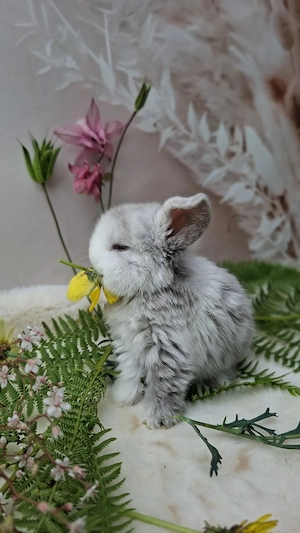 Minilop, Zwergwidder, Kaninchen, Rammler
