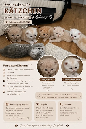    Britisch Kurzhaar Mix Kitten   2 Kater suchen ein liebevolles Zuhause   