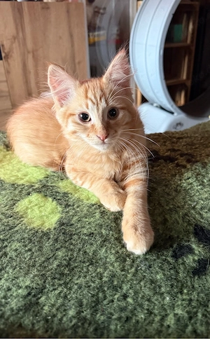 Maine Coon Sphynx Baby