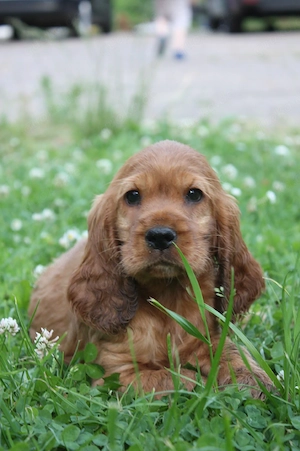 Englisch Cocker Spaniel 