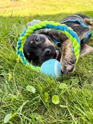 Pflegehund Kalli sucht sein Für-immer-Zuhause 