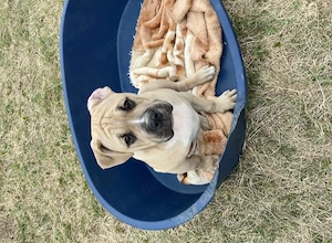 Alternative Bulldoggenwelpen zu verkaufen