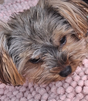 Yockshire Mini Terrier