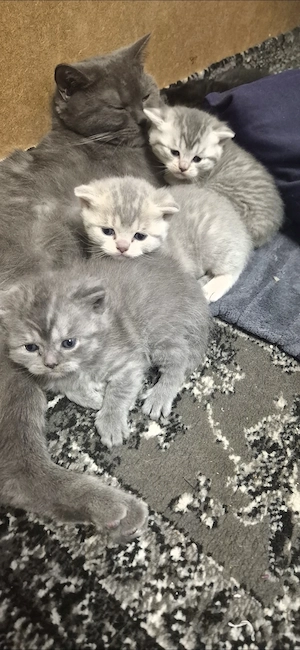Reinrassige BKH Kitten 