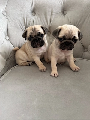 Mops welpen 