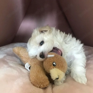  Maltipoo Welpen