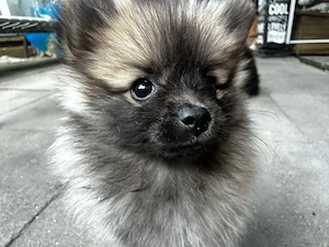 Pomerania welpen