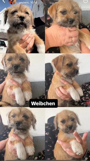 Mischlings welpen 