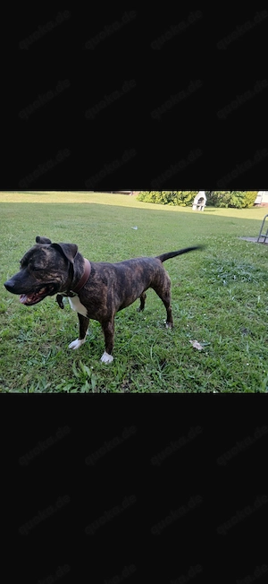 Traumhund sucht tolles Zuhause 