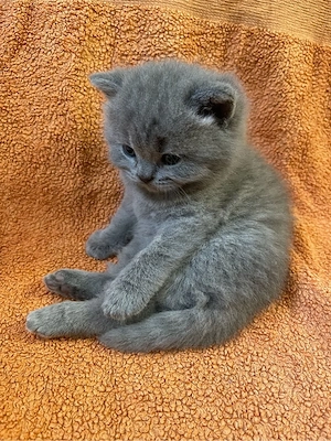 Wunderschöne Britisch-Kurzhaar-Kitten suchen neue zu Zuhause