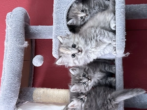 Langhaar Kitten suchen ab August ein liebevolles Zuhause