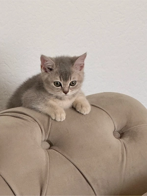 Süße Kitten suchen ein liebevolles Zuhause