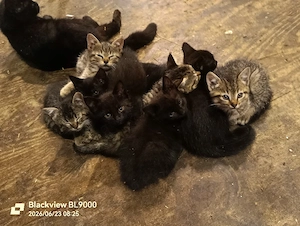 katzenkinder kleine Katzen schwarze und getigerte sehr lieb sehr hübsch.