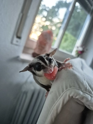 Zwei Sugarglieder abzugeben 