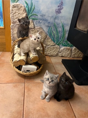 BKH britische kurzhaar Kitten