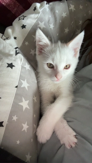 Schneeweiße Katze sucht liebevolles Zuhause   
