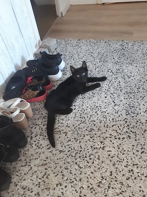kitten abzugenen