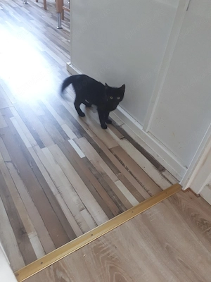 kitten abzugenen