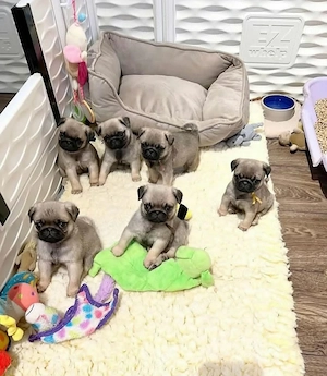   Bezaubernde Mops-Welpen suchen ein Zuhause   