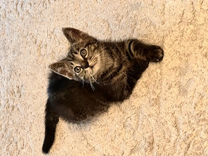 Süße Baby Katzen 
