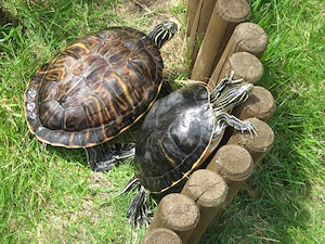 2 Wasserschildkröten abzugeben Peninsula-Schmuckschildkröten 