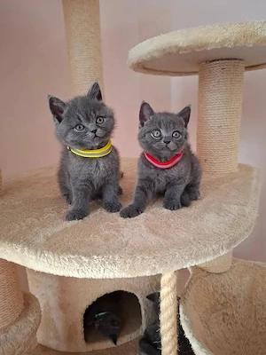 BKH Kitten in Blue