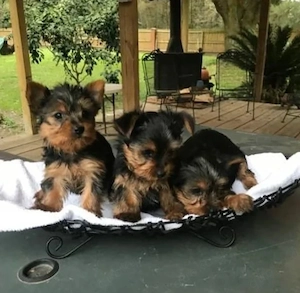 Entzückende Teacup-Yorkie-Welpen suchen ein Zuhause    