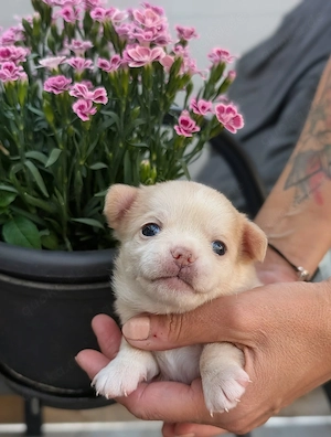 Wunderschöne Chihuahua Welpen in KH und LH 