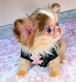    Bezaubernde Chihuahua-Welpen suchen ein Zuhause    