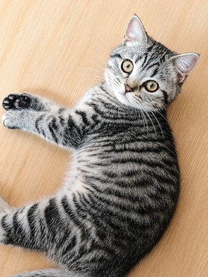 Kitten reinrassig  abholbereit BKH Getiegert golden bleck Weibchen 