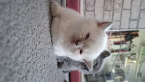 Bkh kitten