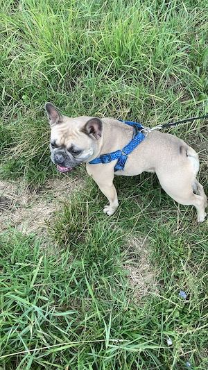 Französische Bulldogge abzugeben fast 2 