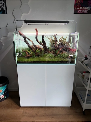 Aquariumpflanzen 