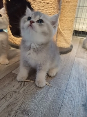 Bkh Britische kurzhaar kitten 