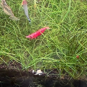 Red Sakura Garnele Neocaridina dividi 2  pro stück 