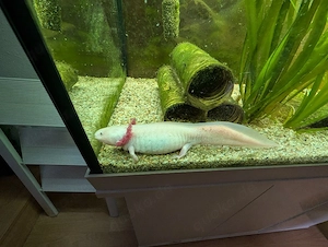Axolotl und Juwel 300
