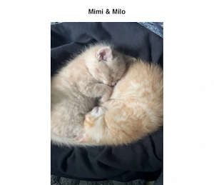    Zwei süße Katzenbabys suchen ein liebevolles Zuhause   