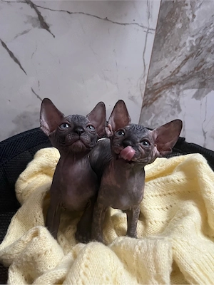 Canadian Sphynx mit Stammbaum 