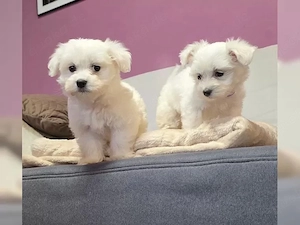 Maltese-Welpen